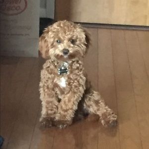 Meet your Posher, Leanna